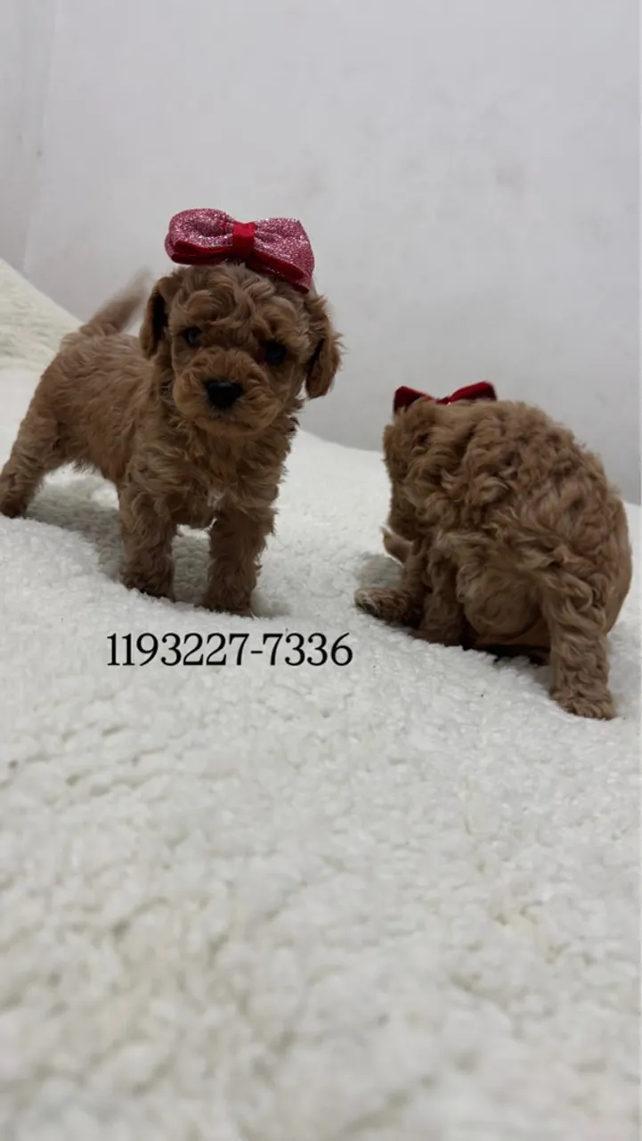 Poodle Toy Red fêmeas *- Lindos e Charmosos!