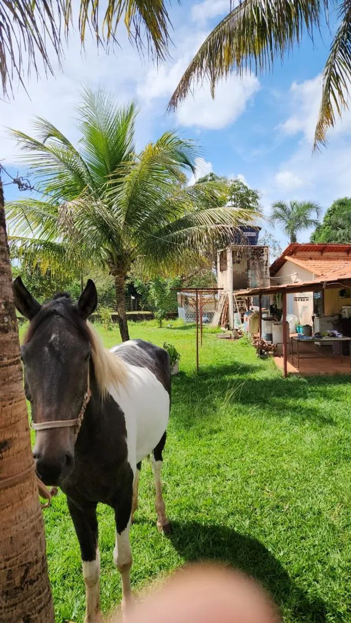 Egua manga larga pampa de preto - Foto 2