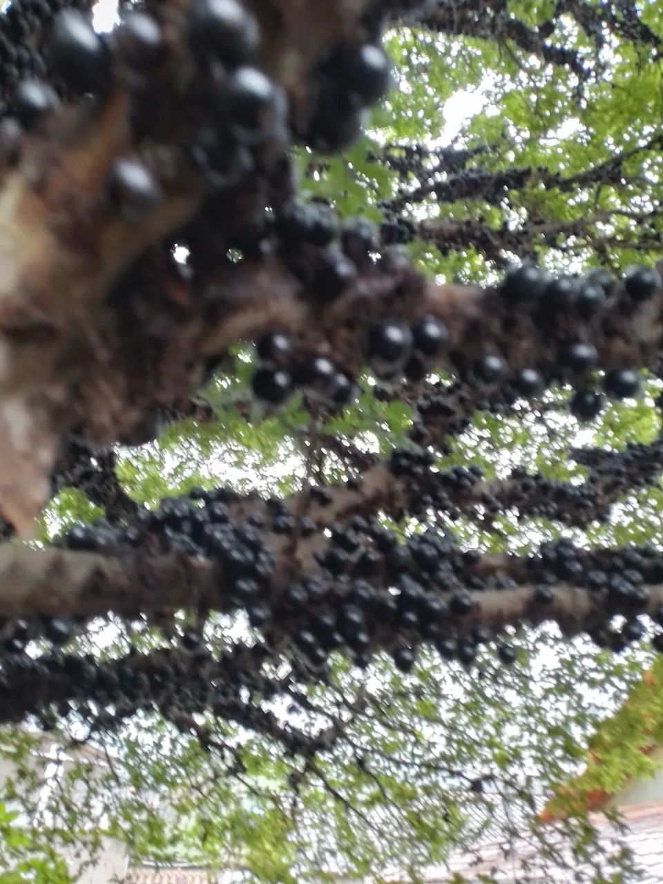  Jabuticaba - Produzindo Frutos - Foto 6