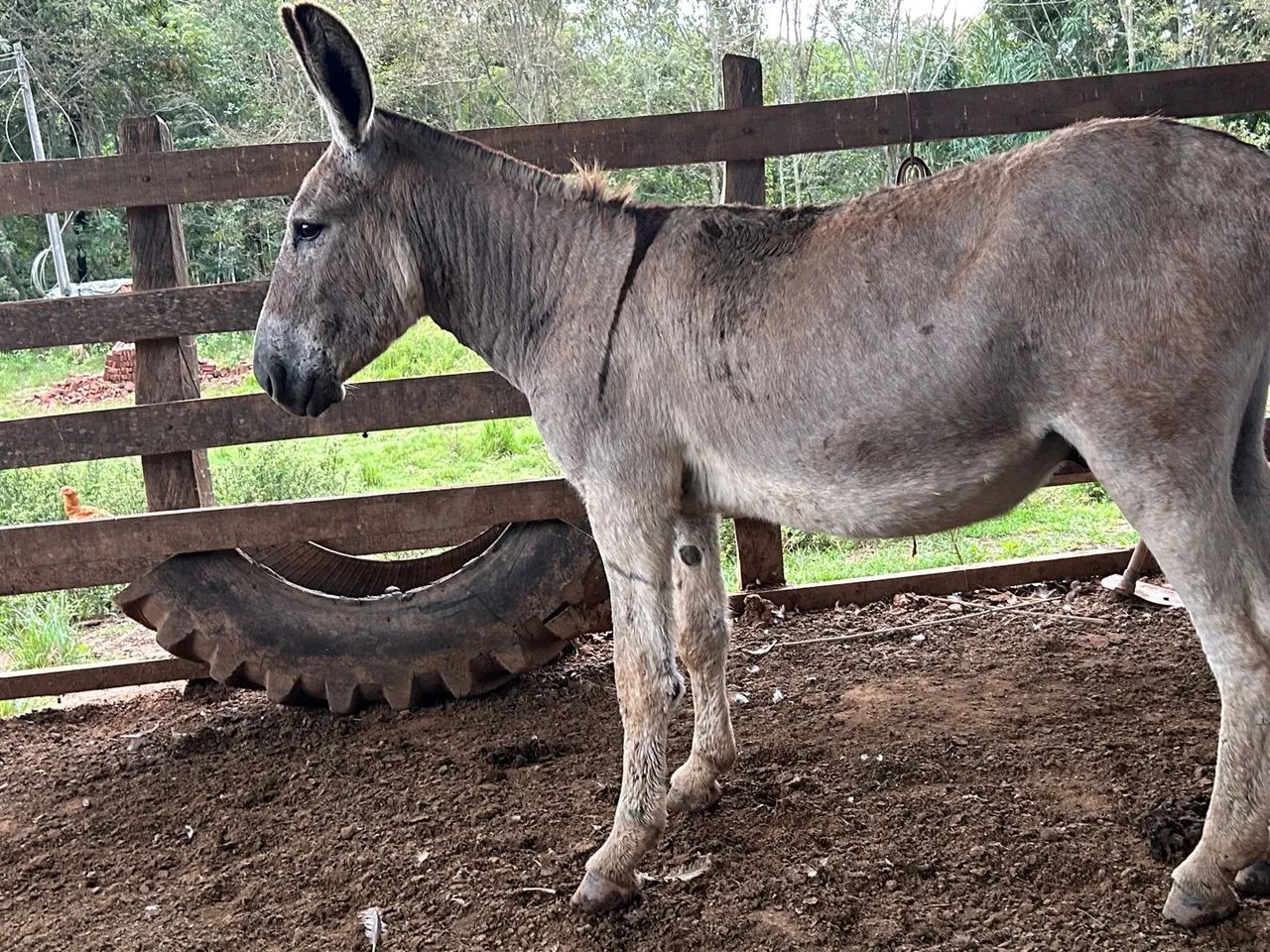 Na de colocar na baia ainda cresce muito novinho  - Foto 5