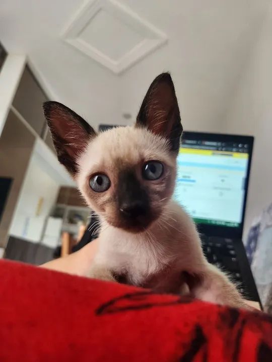 Gatinho Siamês disponível para adoção