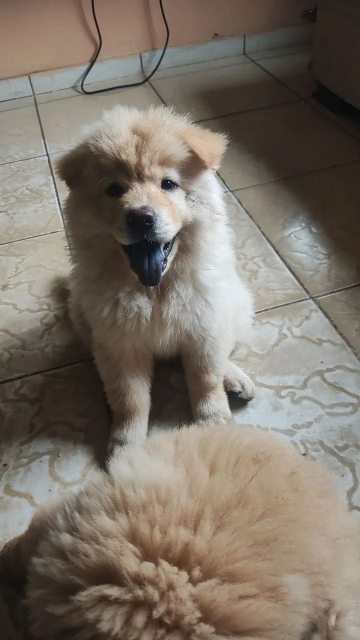 Ainda tenho Chow Chow ! - Foto 2