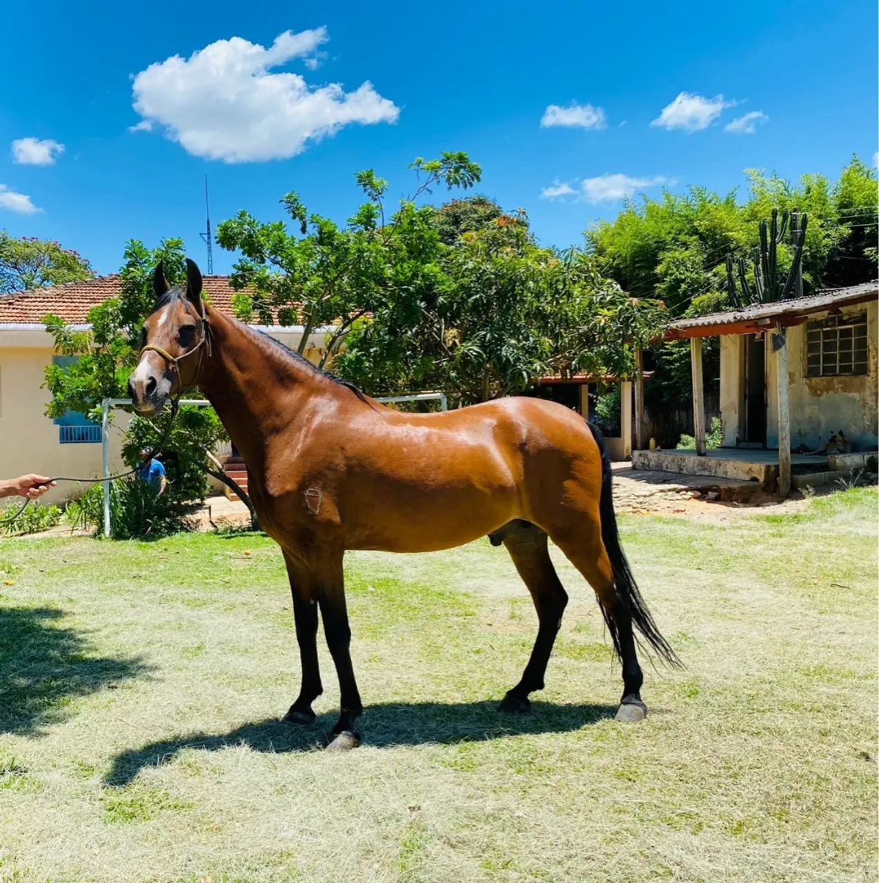 Cavalo, Porte e Beleza Impecáveis