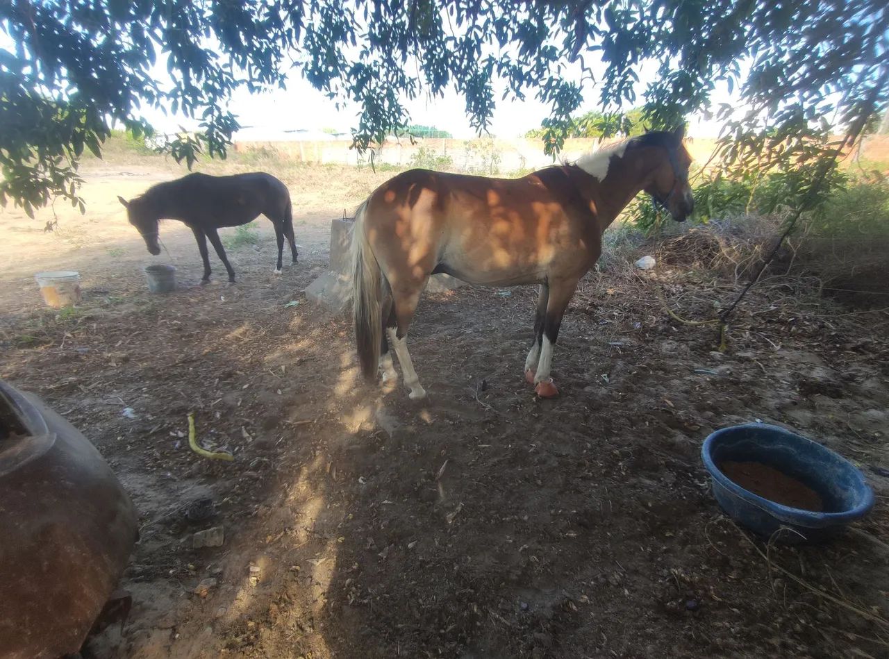 Cavalo testado de carroça e montada  - Foto 3