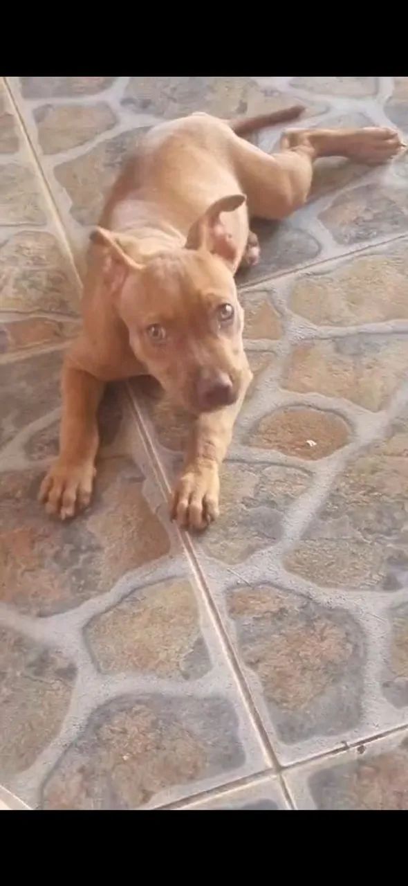 Pit monster fêmea pura - Foto 2