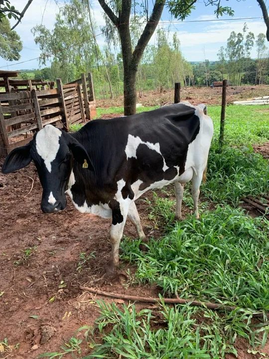 Vaca girolando 2 cria  - Foto 5