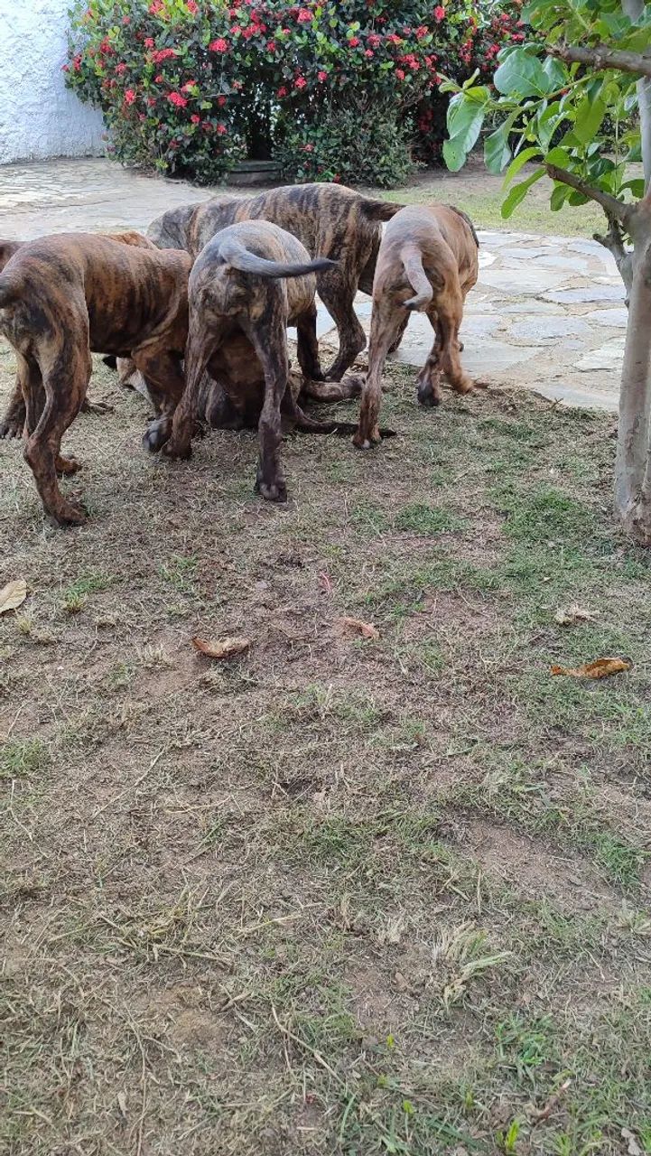 Filhotes de Fila Brasileiro a venda - Foto 4