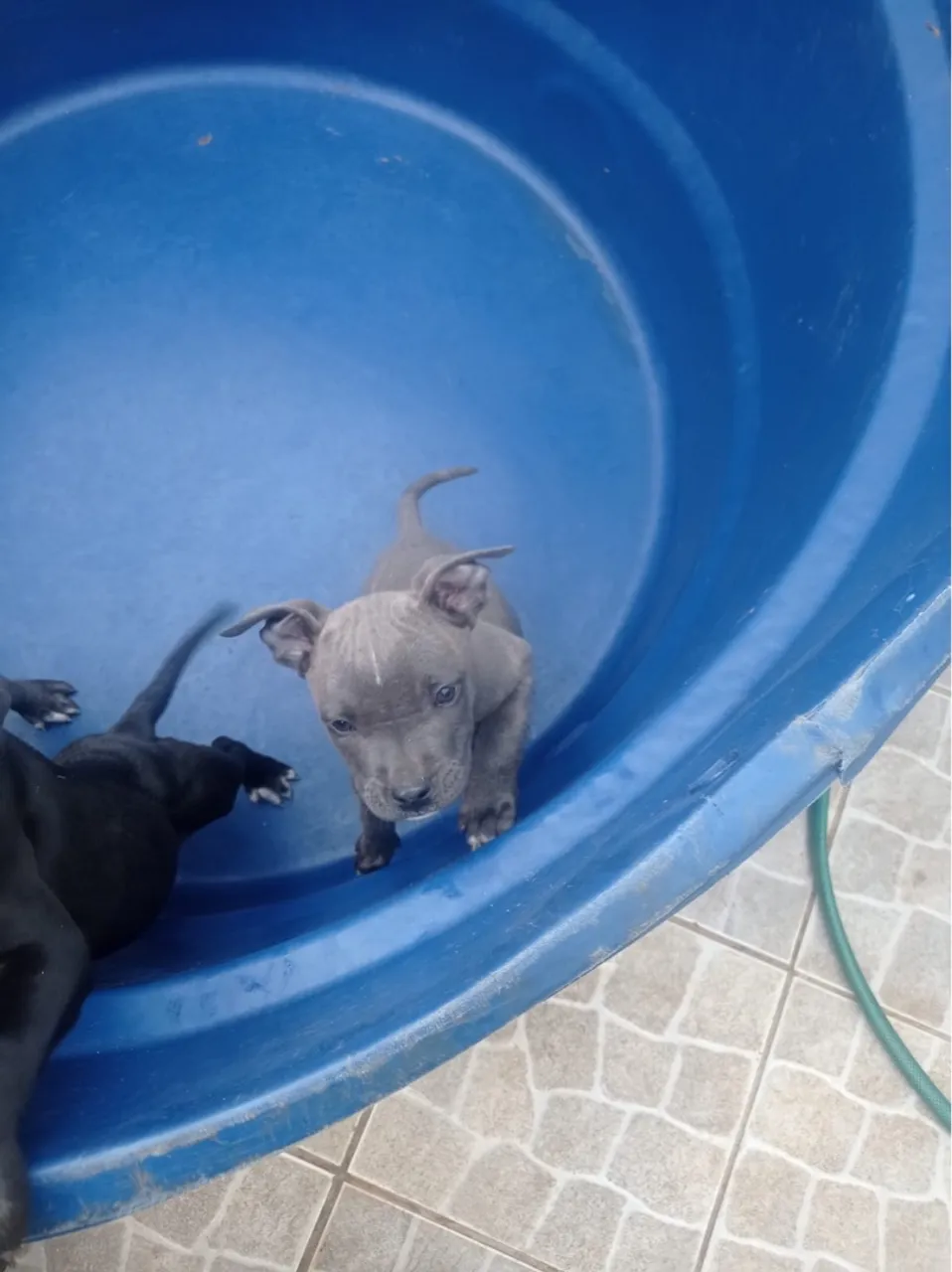 Filhote de Pitbull disponível para adoção