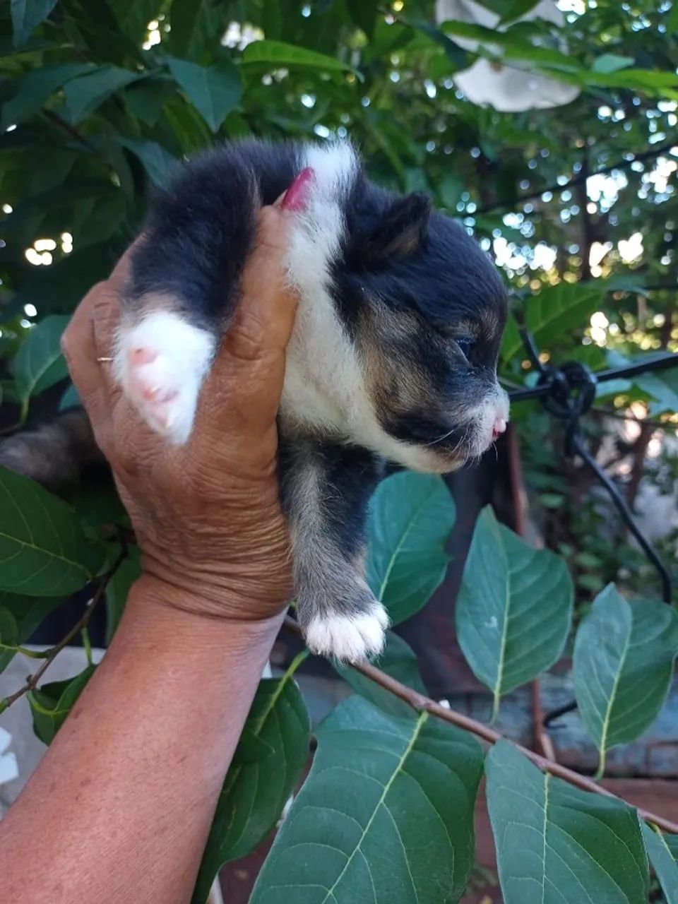 Lulu da Pomerânia Macho - Foto 2