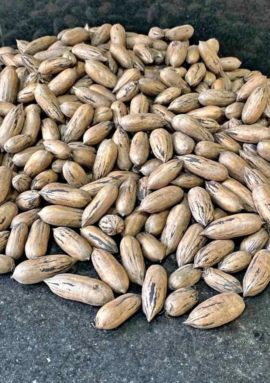 Vendo nozes pecan safra 2025