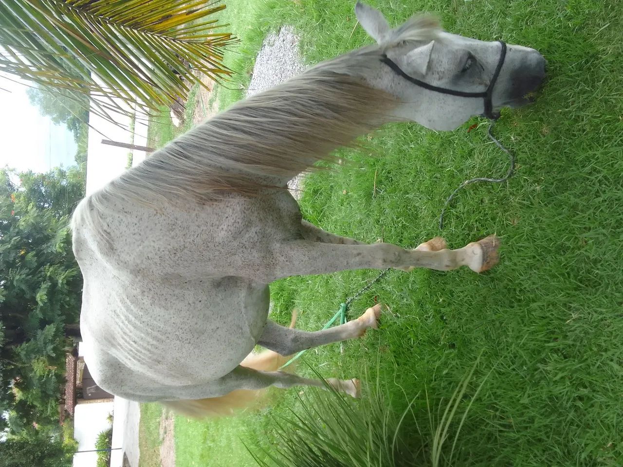 Cavalo Mangalarga Marchador