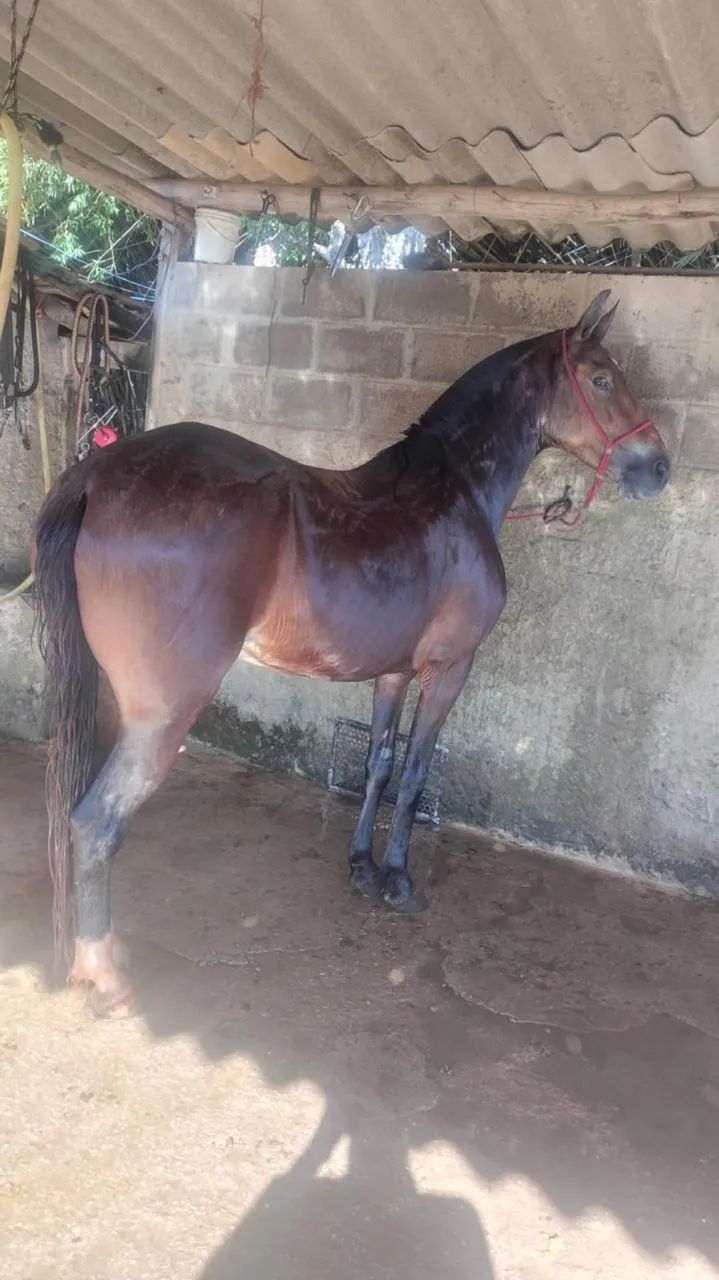 ÉGUA MANGALARGA MARAVILHOSA BATIDA