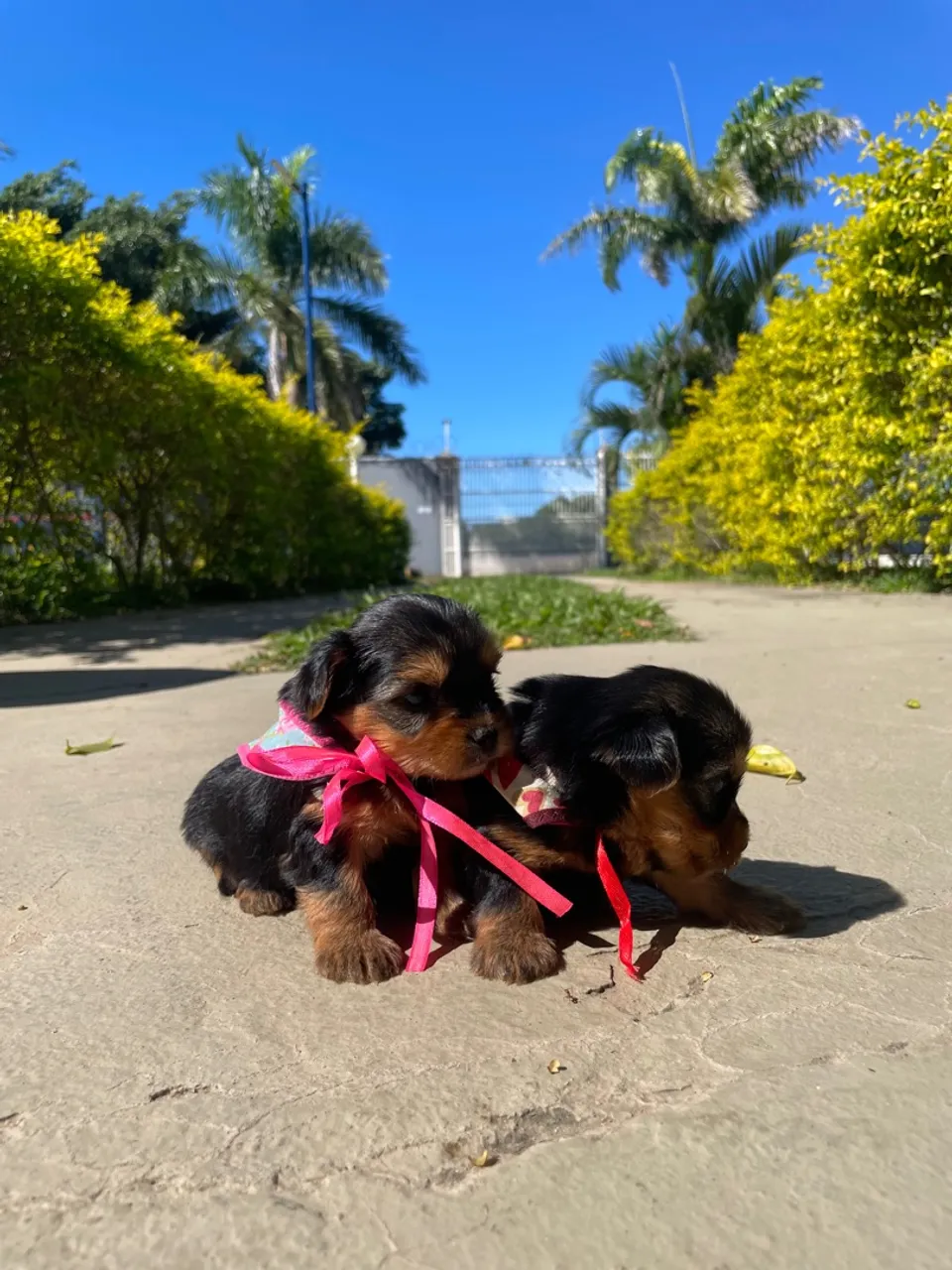 Yorkshire Terrier