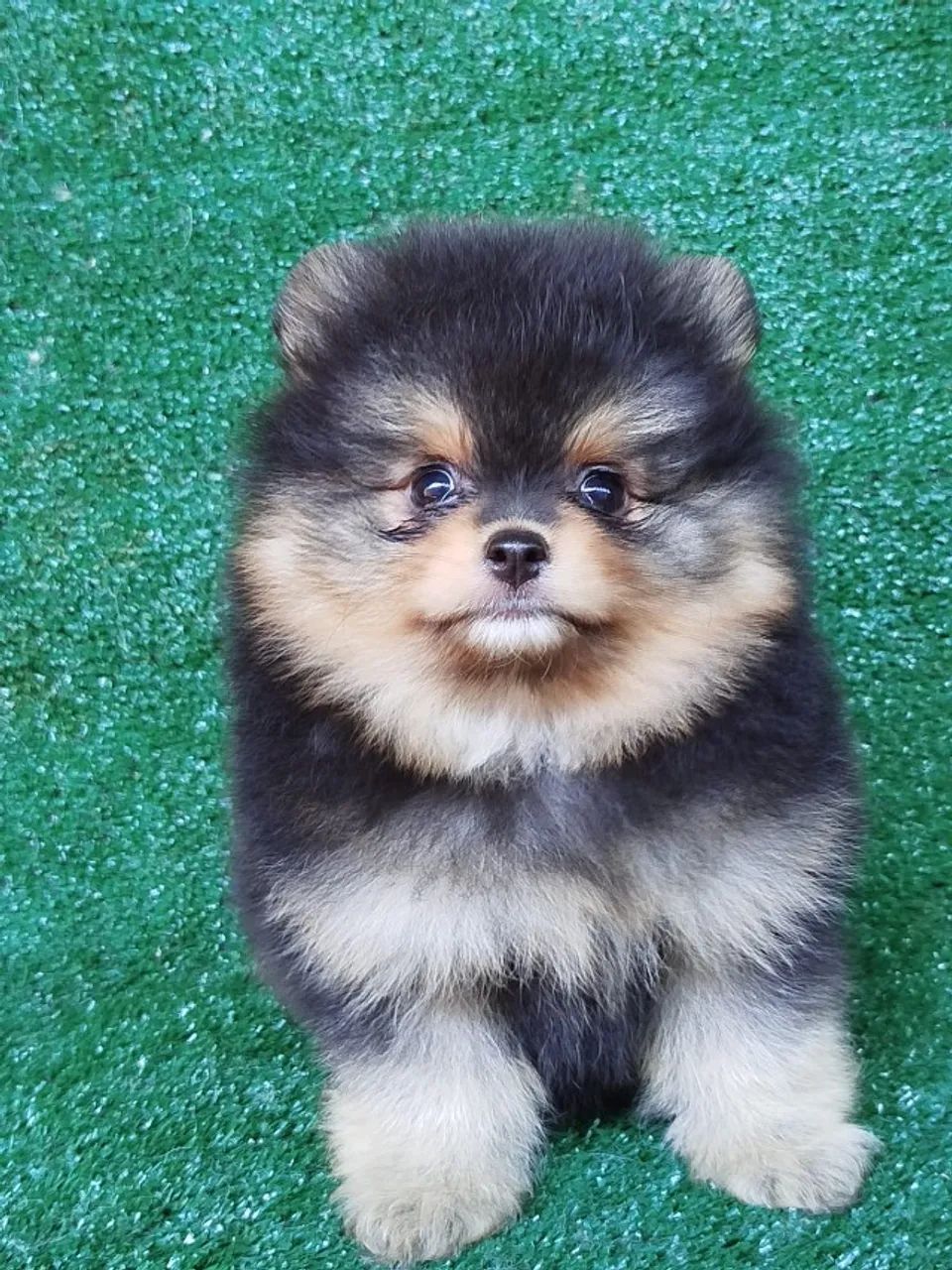 Spitz Alemao Machinho - Foto 2