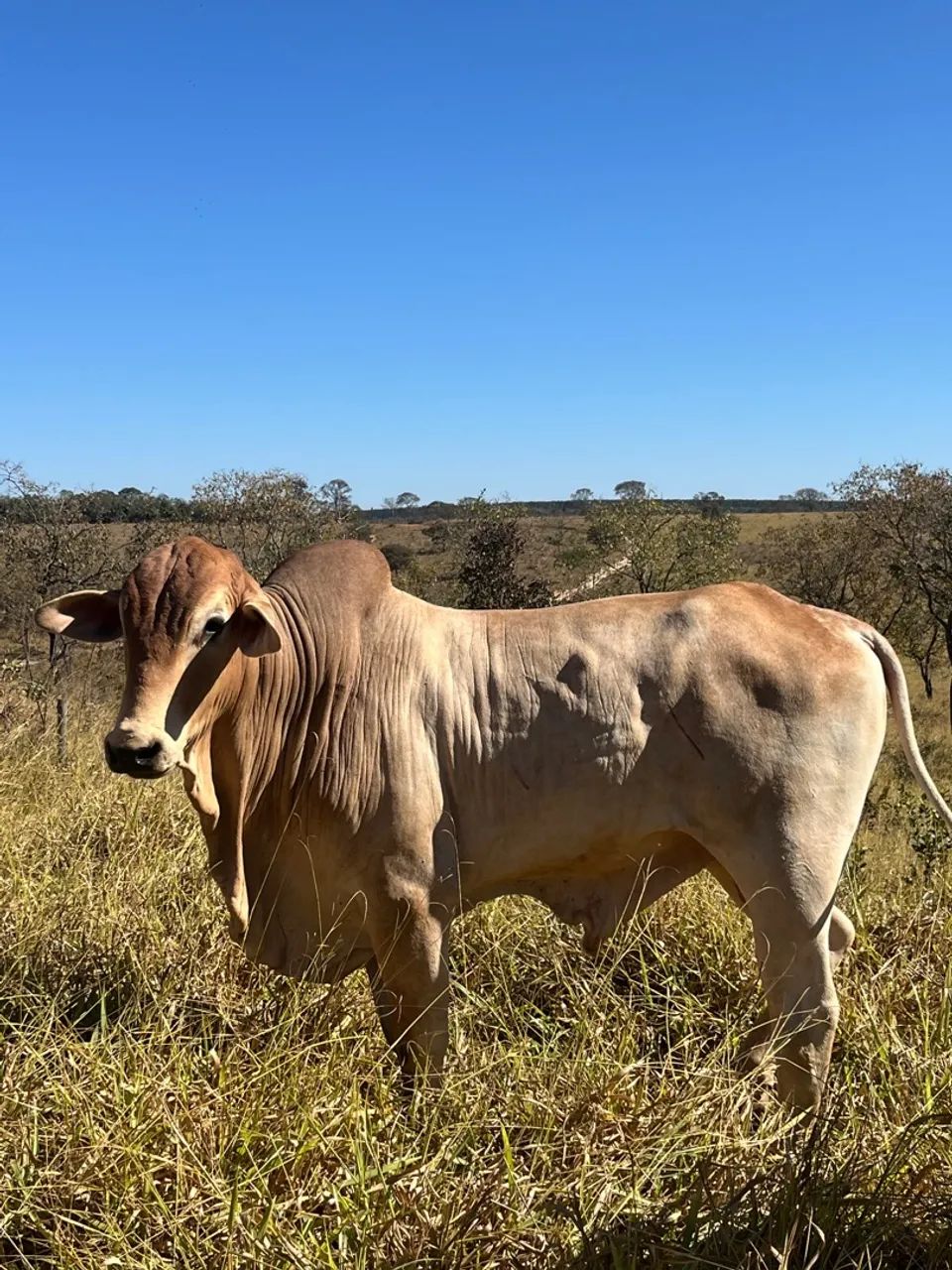 Boi reprodutor  - Foto 4