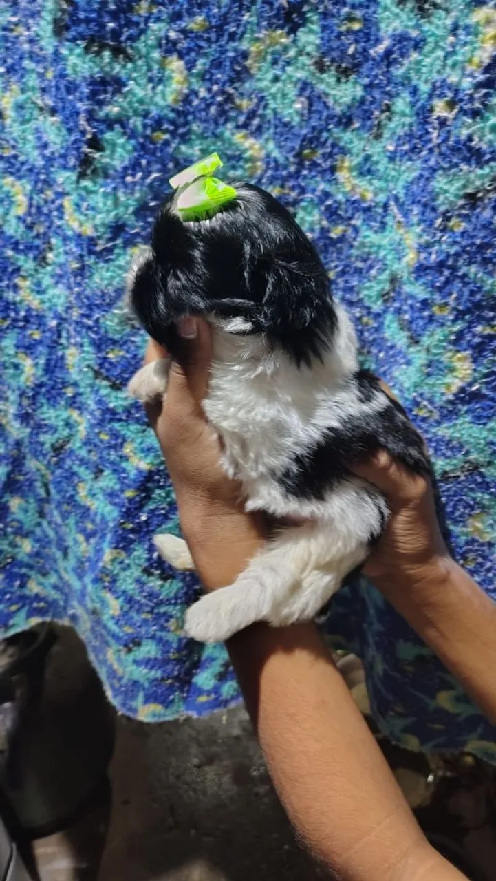 Filhote Shih Tzu fêmeas disponível