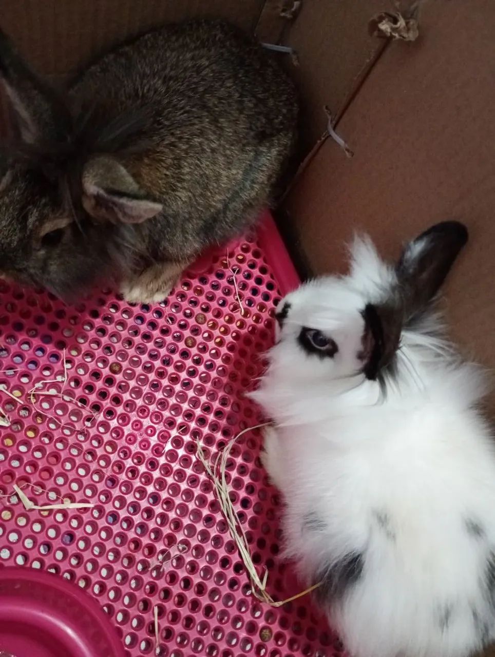 Vendo casal de coelho raça Lionhead  - Foto 5