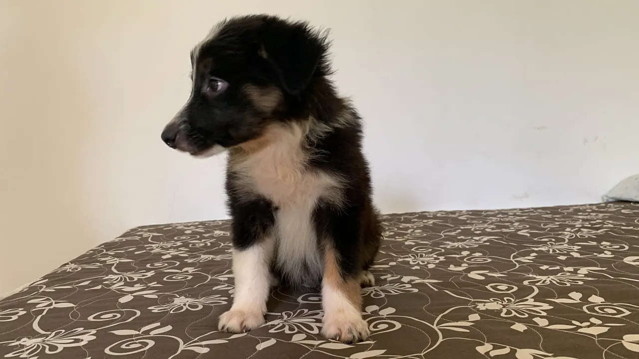 Filhote de Border Collie disponível