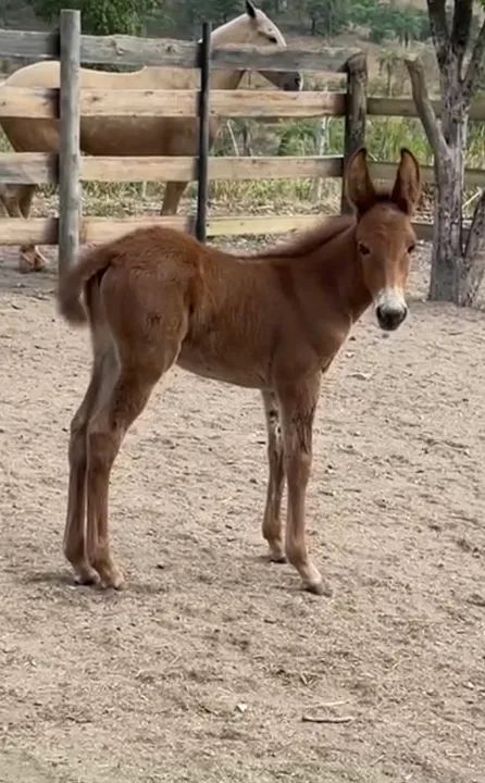 Égua comum macha picada 3 em 1 - Foto 3