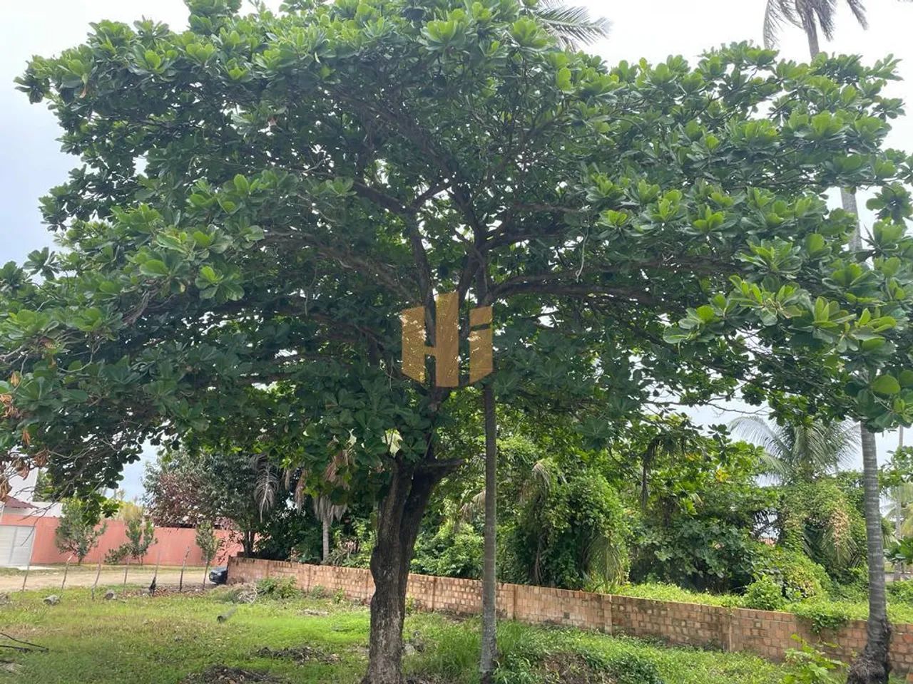 Terreno dos Sonhos à Beira-Mar em Sirinhaém, PE! - Foto 11