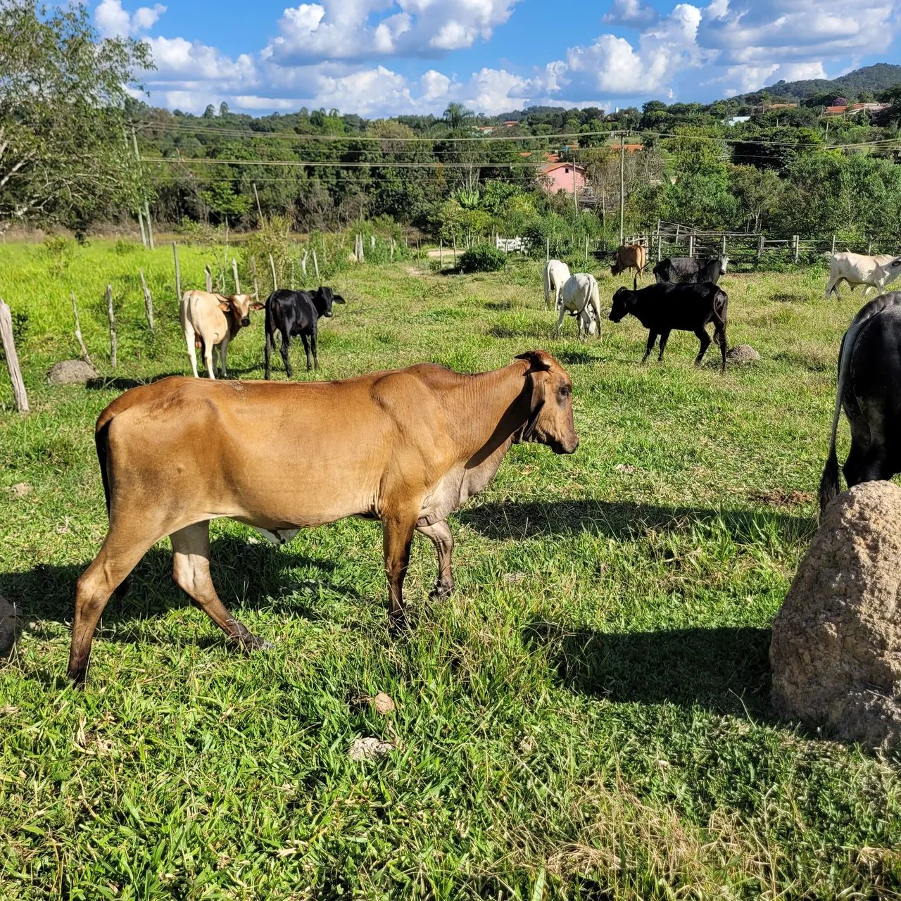 Novilhas para venda - Foto 2