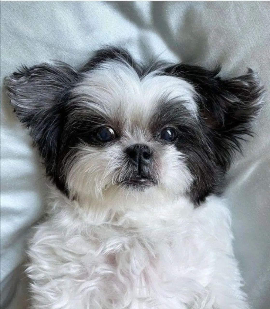 Filhotes de Shih Tzu | Filhotes Criados com Amor