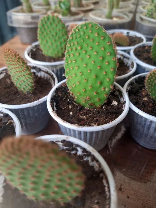 Cactus Opuntia orelha de Mikey ,lembrancinhas para eventos etc... - Foto 4