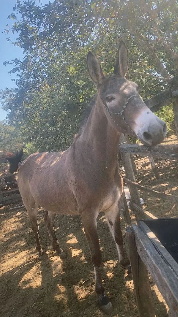 Burro de Confiança  - Foto 2