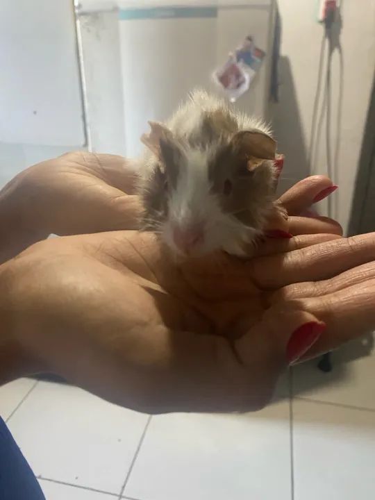 Fofinho porquinho da índia  - Foto 2