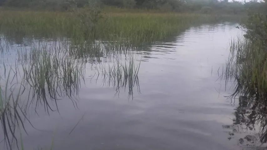 Fazenda de 161 ha (Venda) - Foto 5