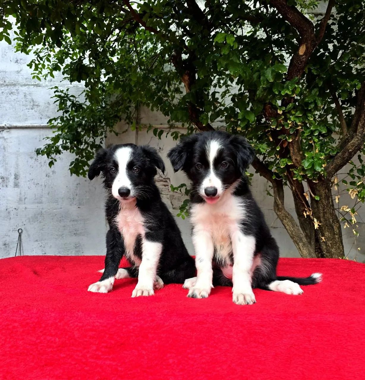 Filhotes de Border Collie CAPA DE REVISTA