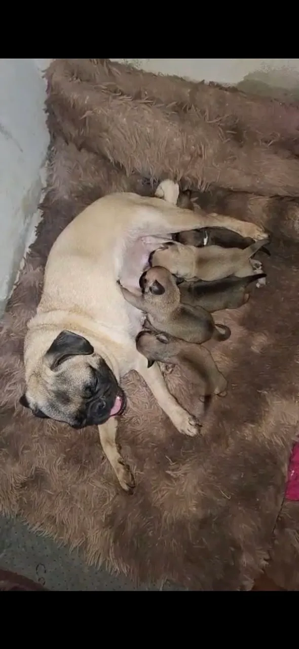 Filhotes de Pug disponíveis para adoção