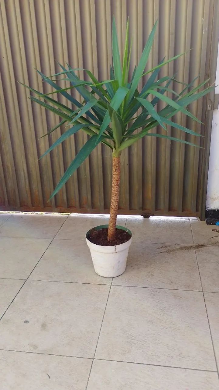 Desapego de planta 