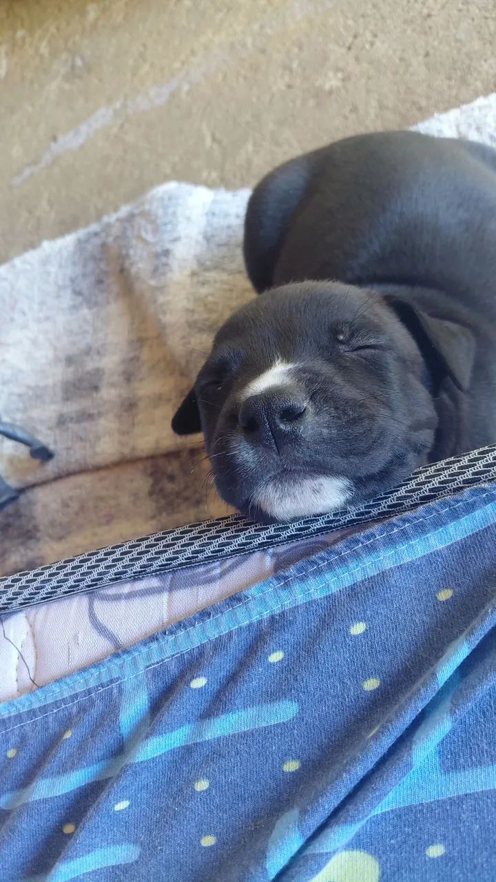 Pit bull - Foto 3