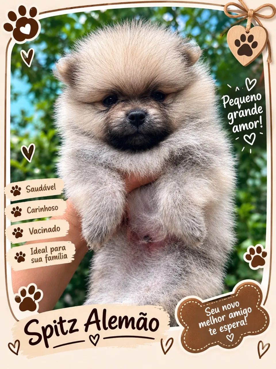 Spitz alemão filhote - Foto 4