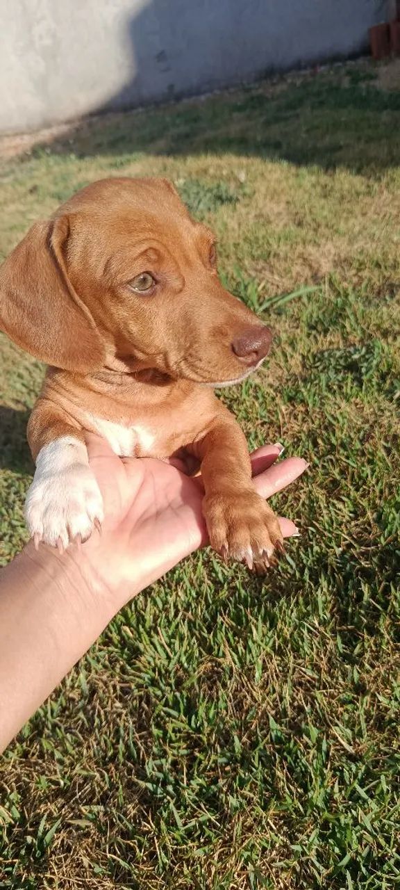 Lindo machinho  - Foto 2