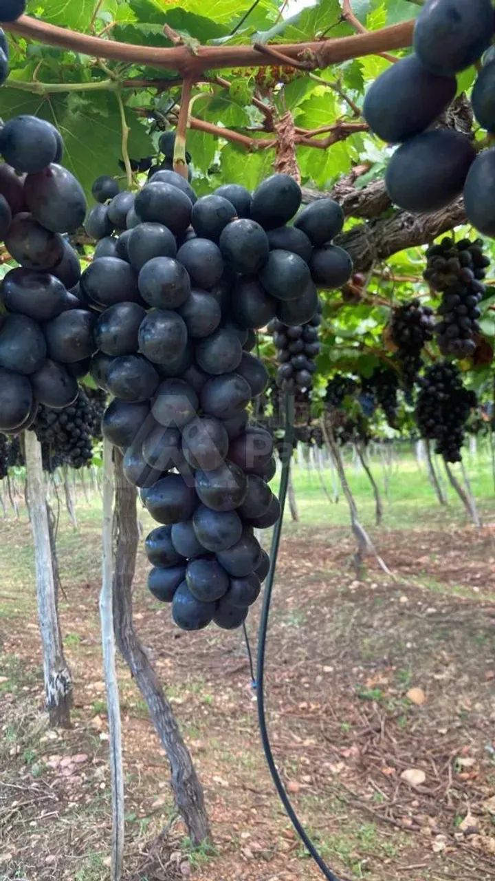 FAZENDA PARA ARRENDAMENTO!!! - Foto 2