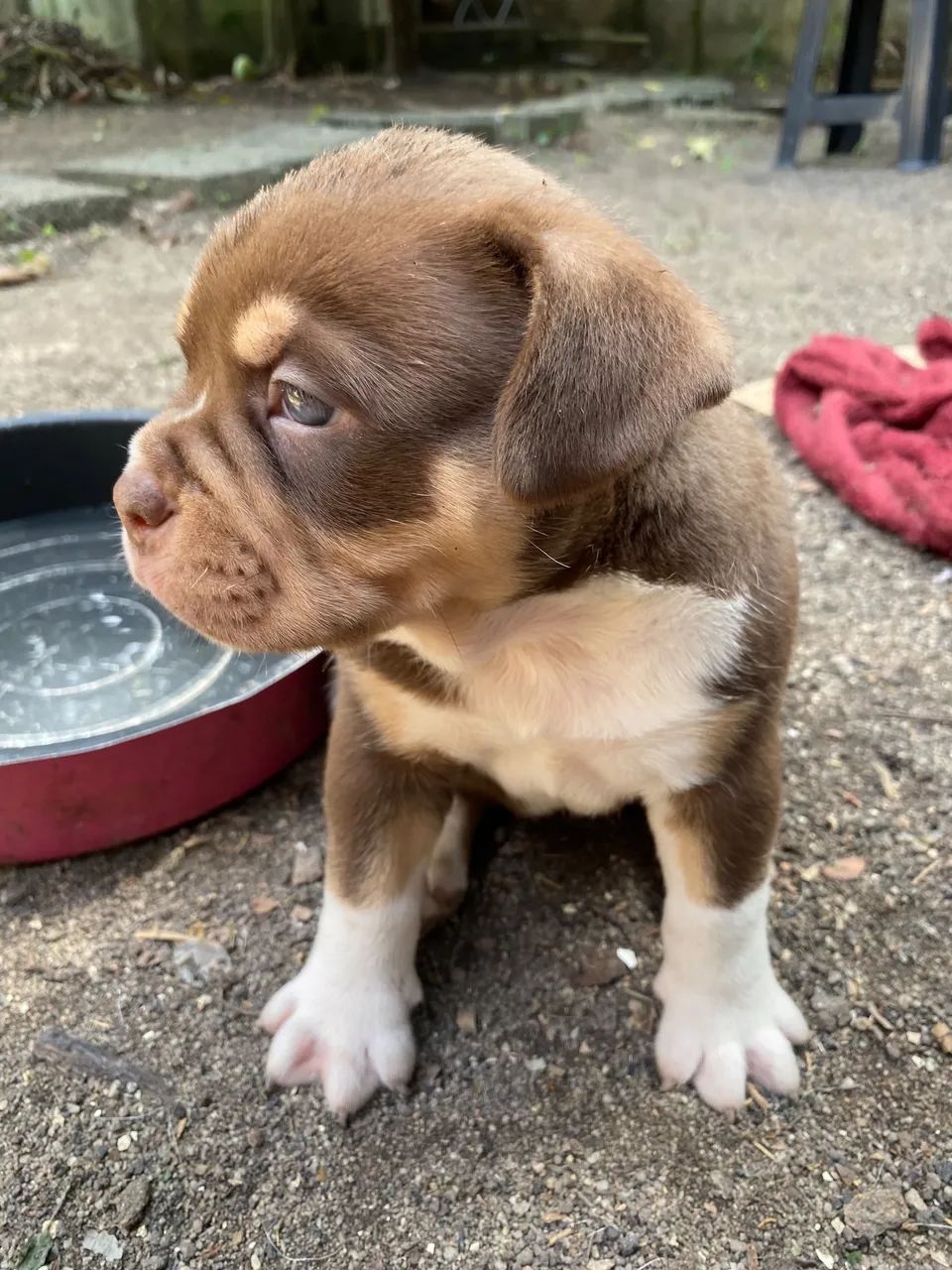 American bully - Foto 2