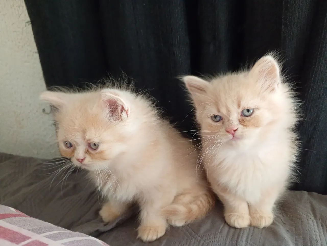 Gato - Foto 2