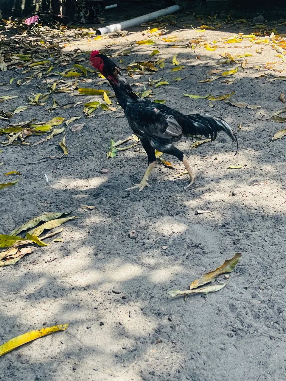 Vende-se frango - Foto 2