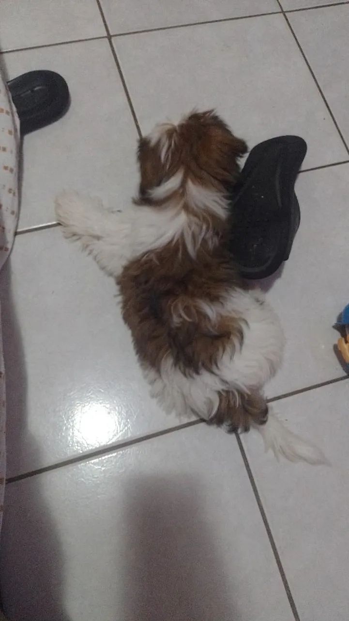Animais de estimação  - Foto 4