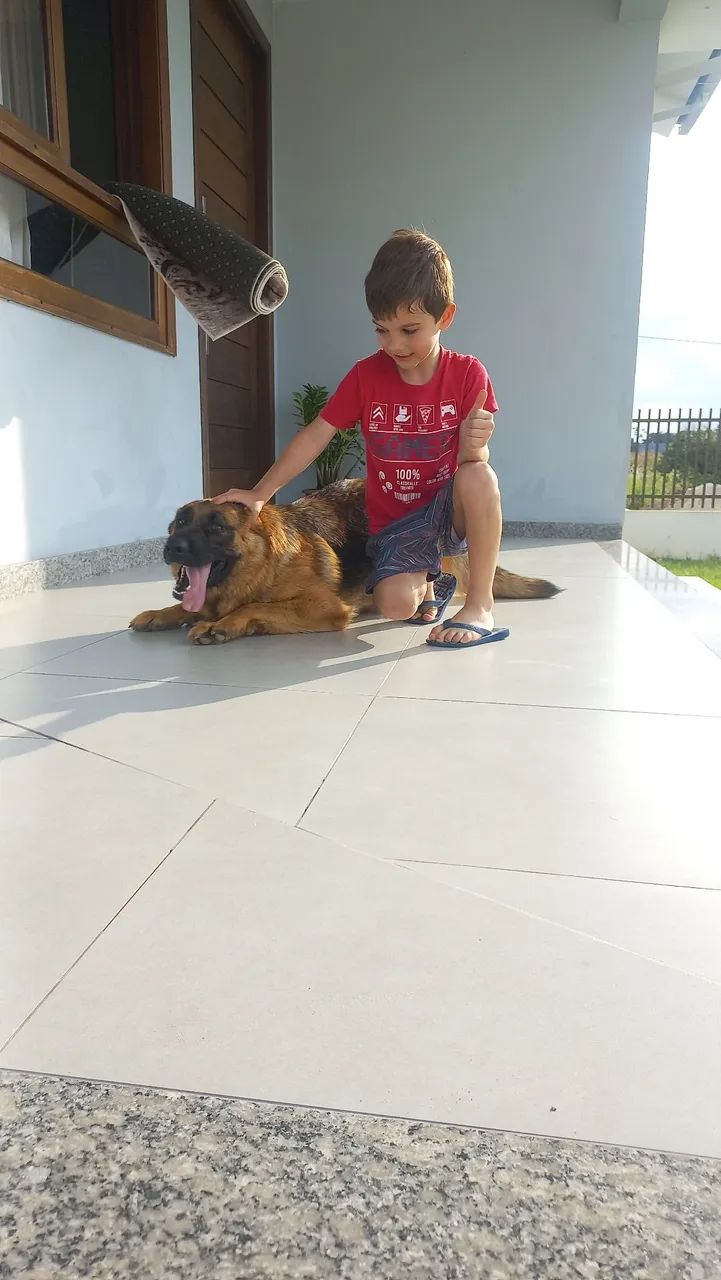 Pastor alemão  - Foto 4
