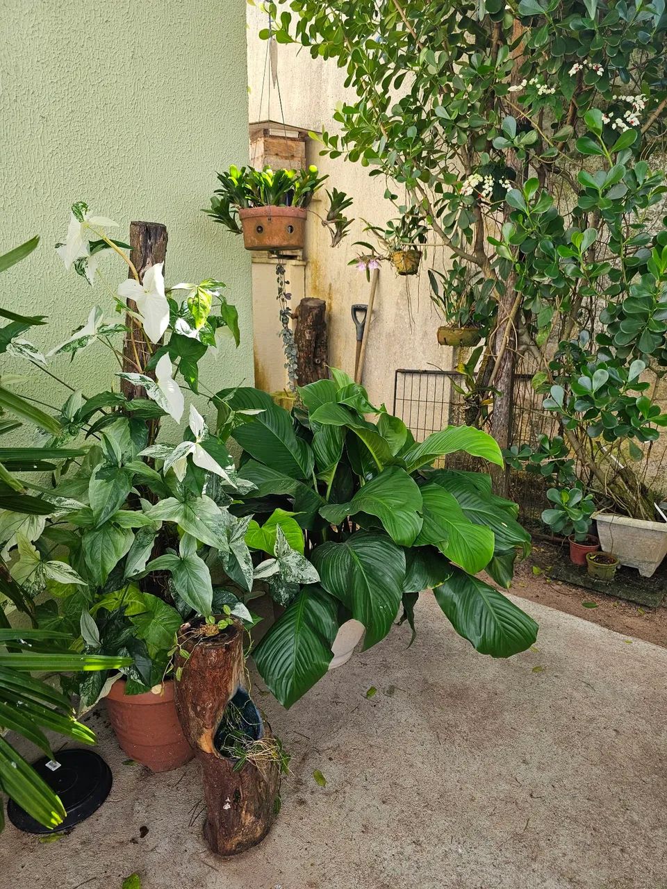 Plantas - Foto 3