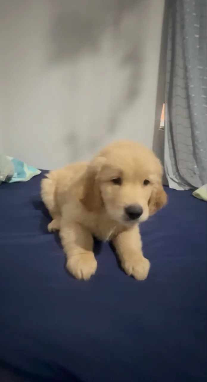 Golden retriever  - Foto 4