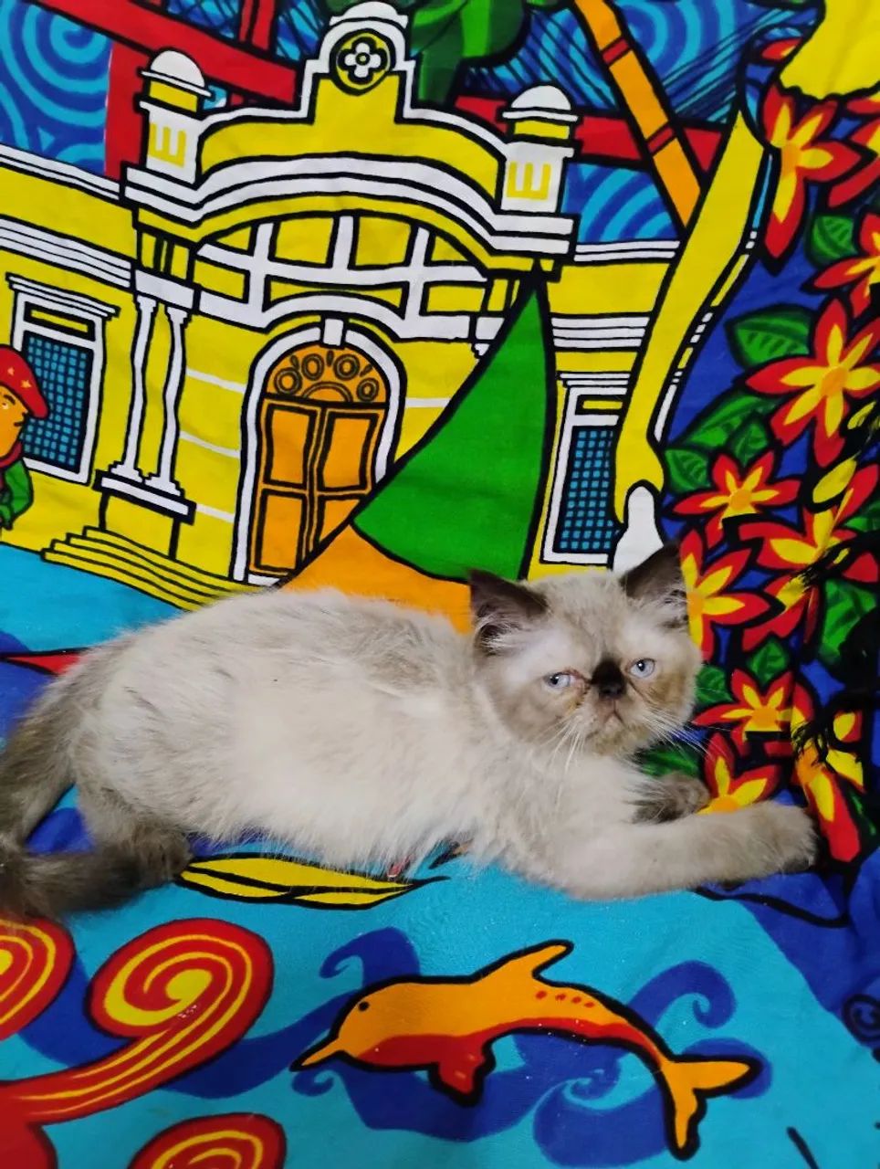 Gato Persa Filhotes Litoral  - Foto 5