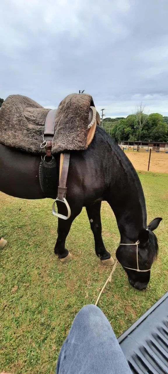 Cavalo crioulo castrado de luxo - Foto 2