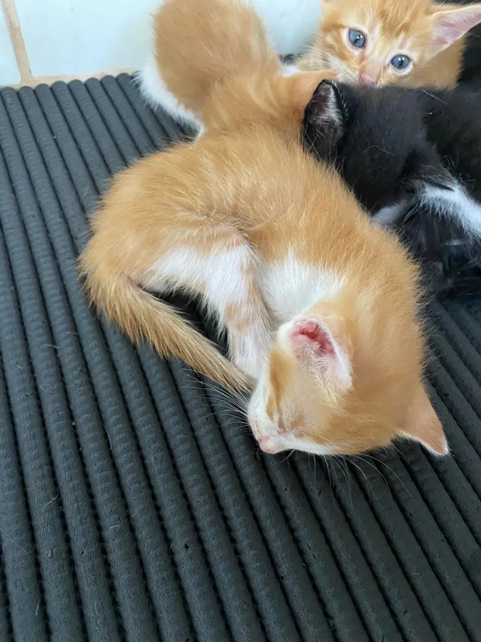 Gatinhos para adoção  - Foto 3