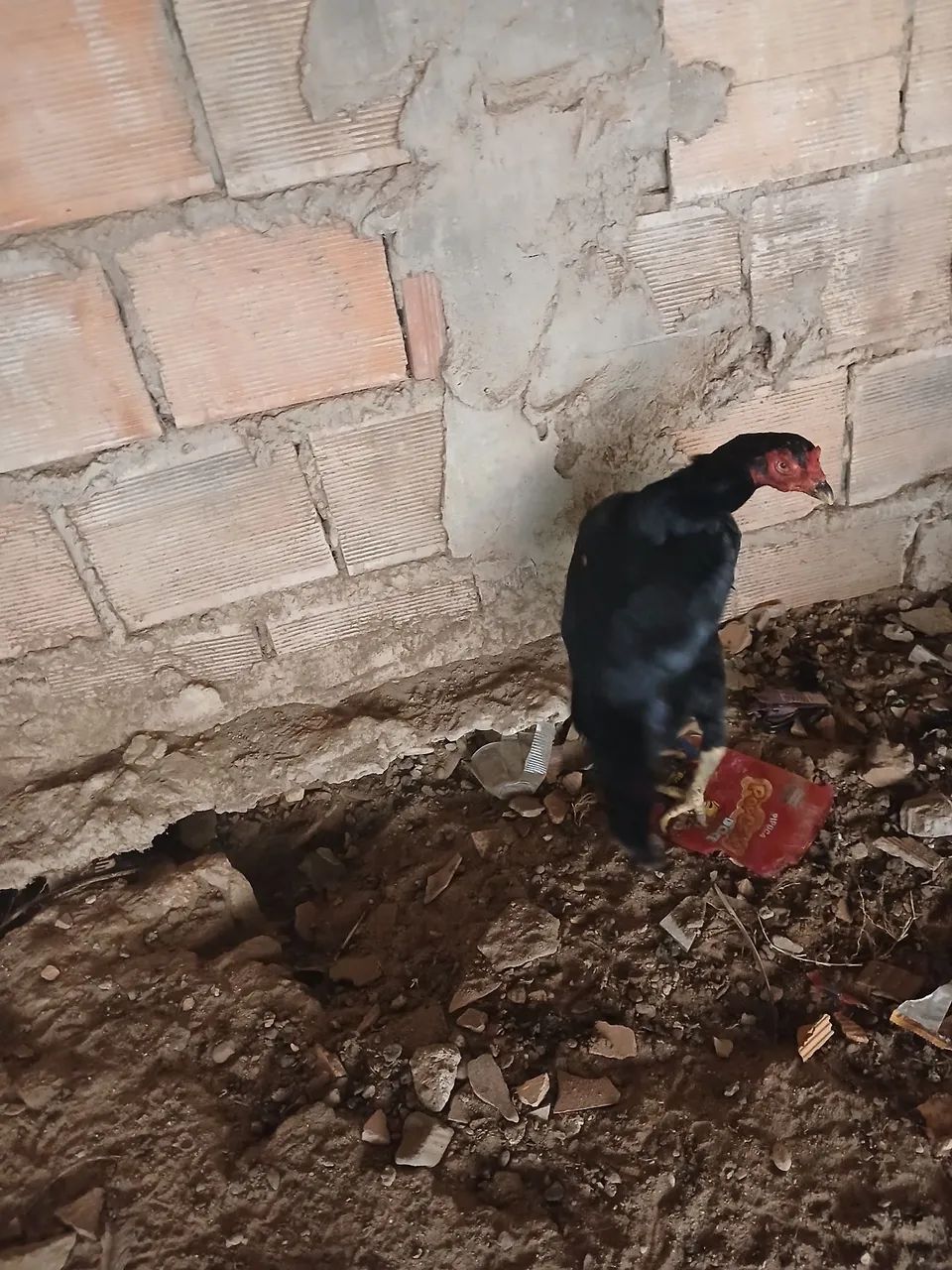 Galinha 