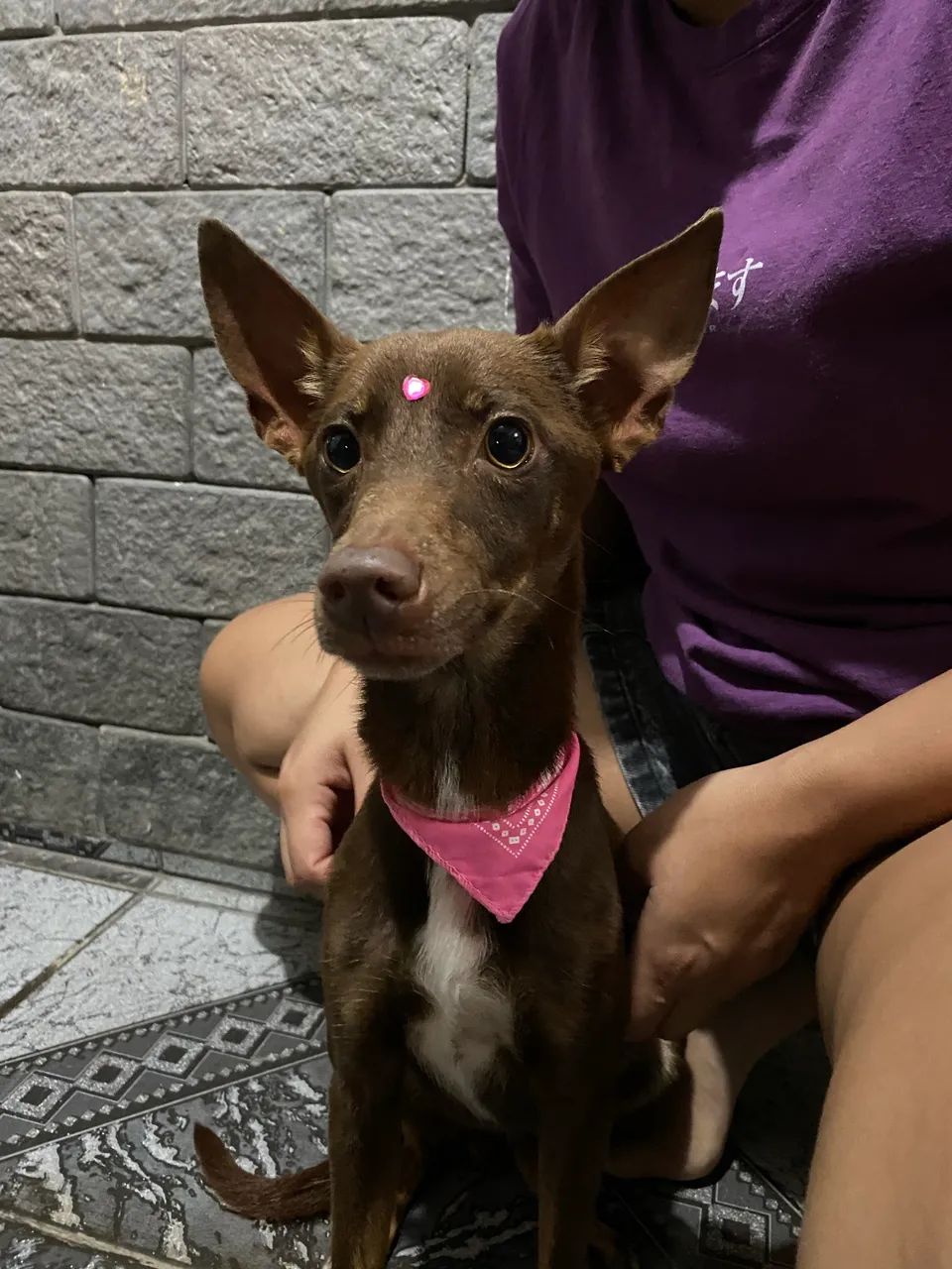 Doação de cachorra dócil e obediente  - Foto 2