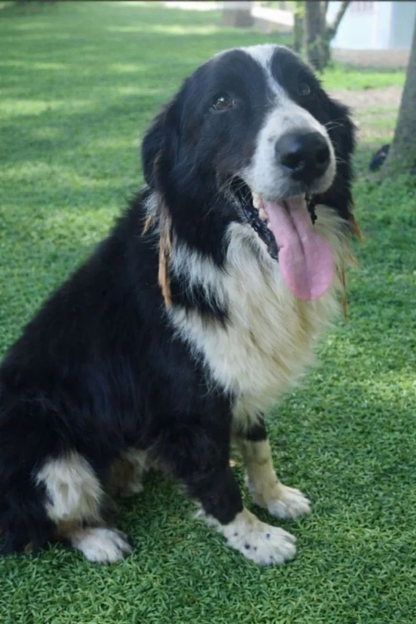 Rottweiler X border collie - Foto 2